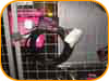 Tokyo Auto Salon '03 Gallery Image tas2003_012.jpg Thumbnail